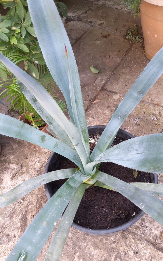Agave Tequilana Pianta Succulenta