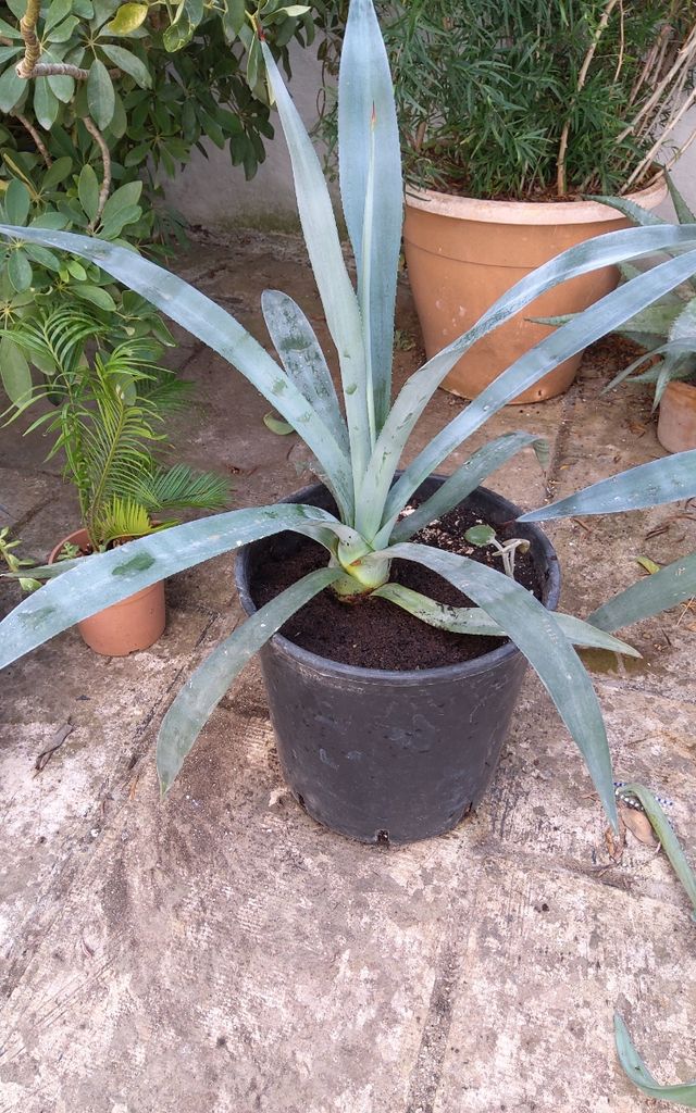 Agave Tequilana Pianta Succulenta
