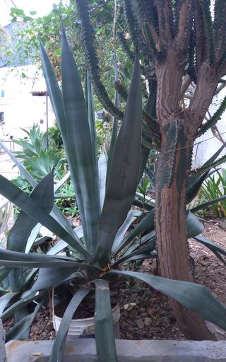 Agave Tequilana Pianta Succulenta