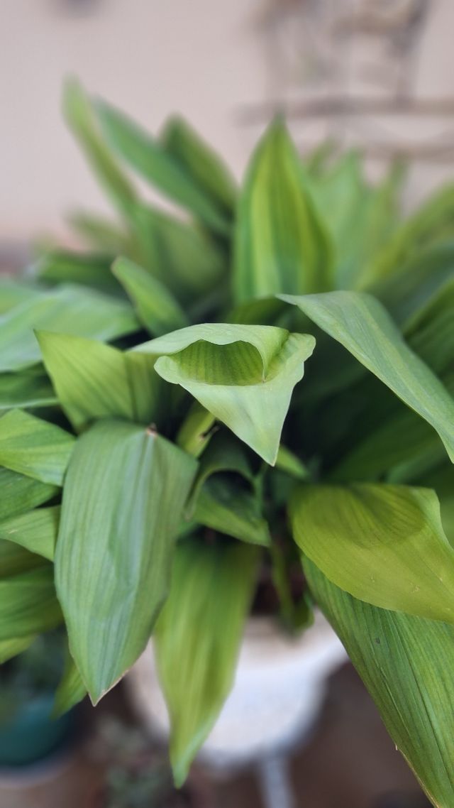 Pilistras en 2 macetas de piedra grandes