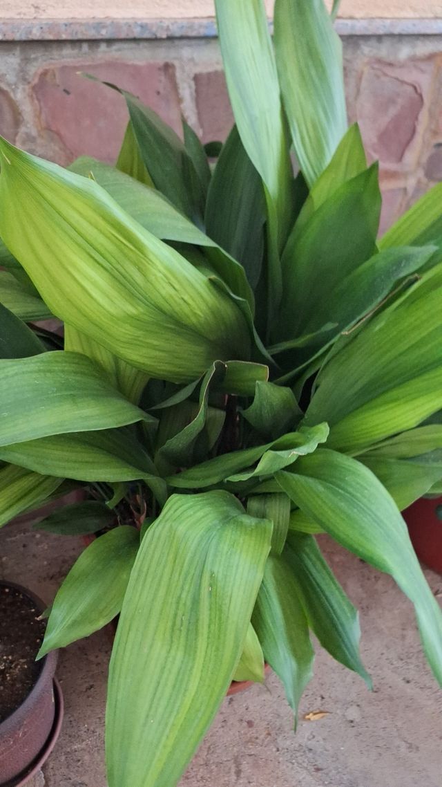 Pilistras en 2 macetas de piedra grandes