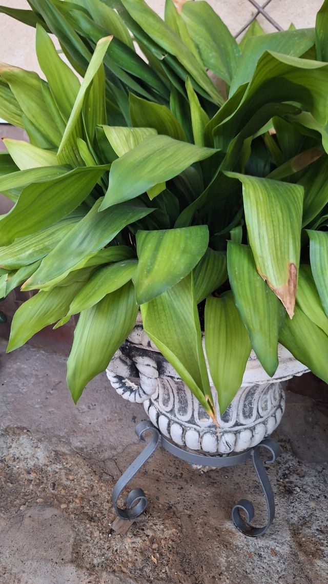 Pilistras en 2 macetas de piedra grandes