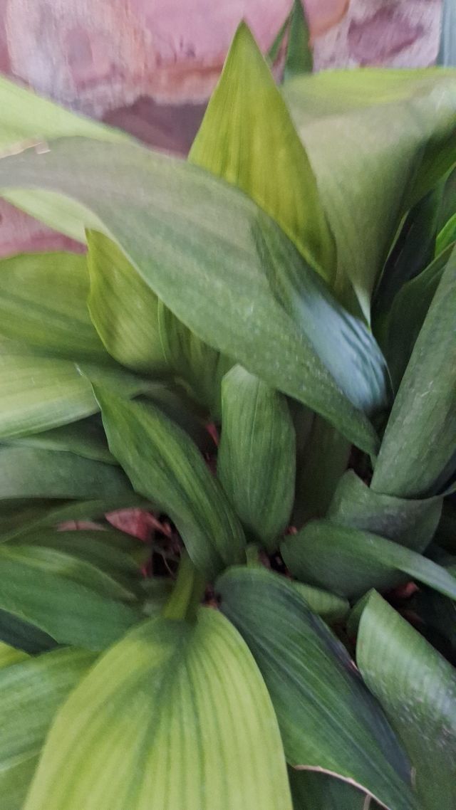 Pilistras en 2 macetas de piedra grandes