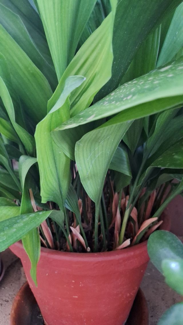 Pilistras en 2 macetas de piedra grandes