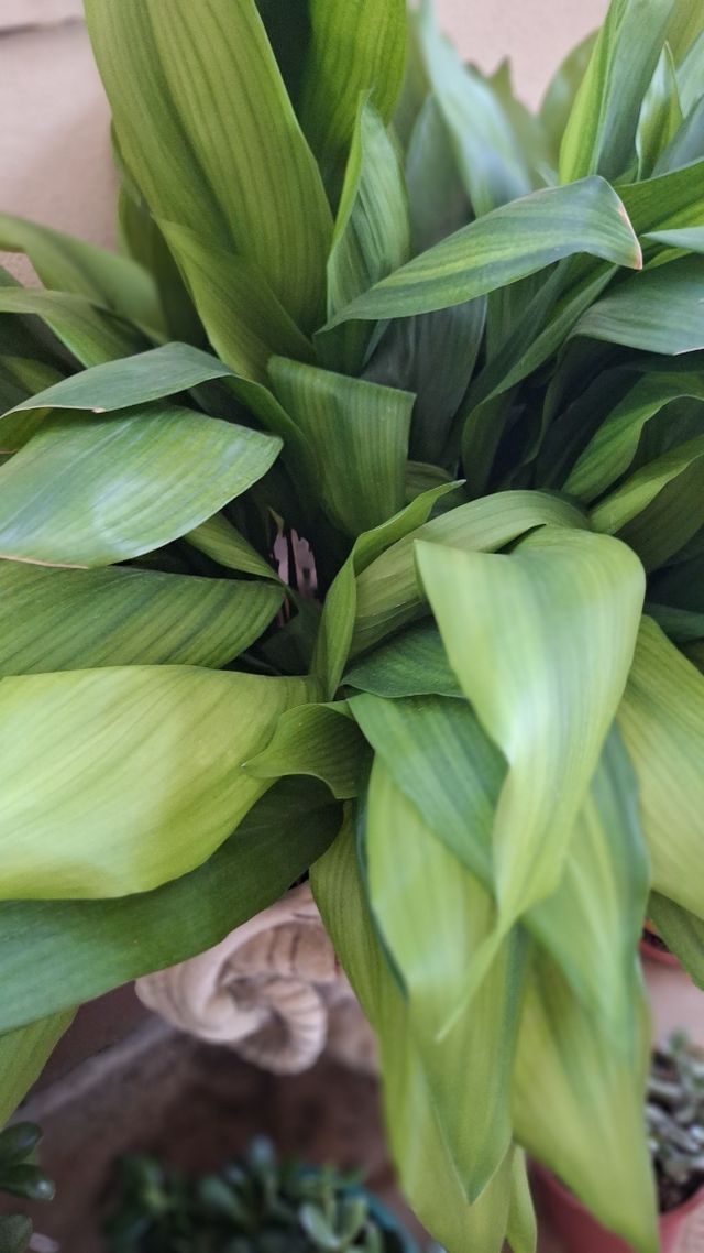 Pilistras en 2 macetas de piedra grandes