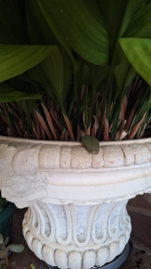 Pilistras en 2 macetas de piedra grandes