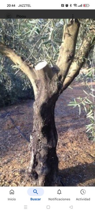 REGALO Olivos y Naranjo para leña u otra utilidad.