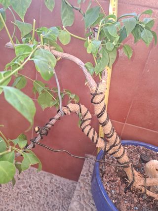 Bonsai Buganvilla Flor Blanca