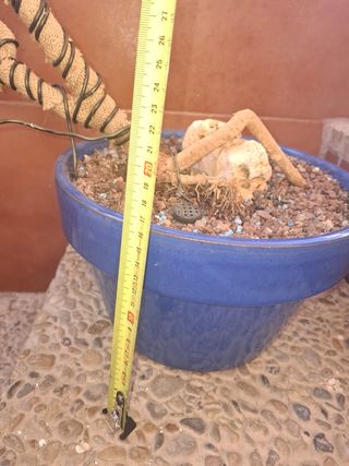 Bonsai Buganvilla Flor Blanca