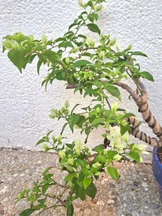 Bonsai Buganvilla Flor Blanca
