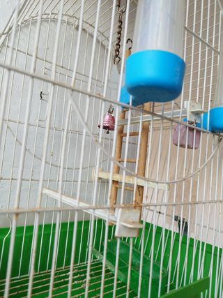 Jaula para pájaros blanca y verde