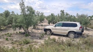 Finca agricola con casi 500 olivos. 18 mint Alican