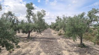 Finca agricola con casi 500 olivos. 18 mint Alican