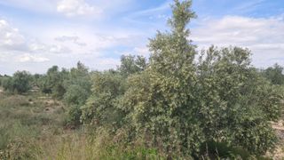 Finca agricola con casi 500 olivos. 18 mint Alican