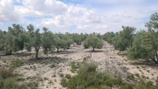 Finca agricola con casi 500 olivos. 18 mint Alican