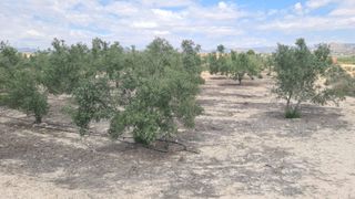 Finca agricola con casi 500 olivos. 18 mint Alican