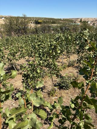 Planta de Pistacho