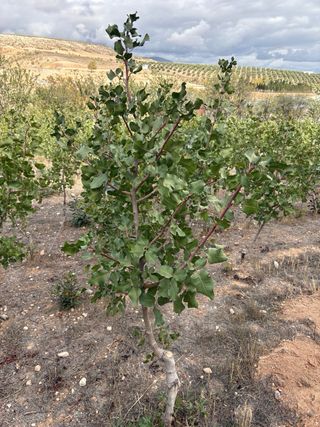 Planta de Pistacho