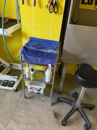 peluquería canina 