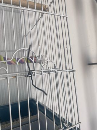 Jaula 2 CANARIOS