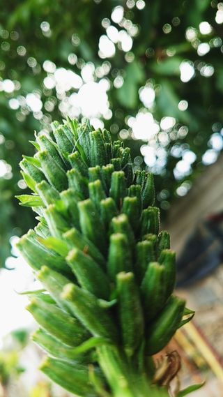 Semillas de Onagra (Oenothera) ecológicas