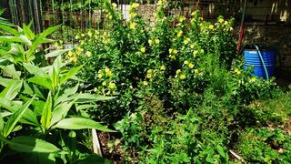 Semillas de Onagra (Oenothera) ecológicas