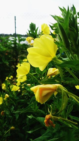 Semillas de Onagra (Oenothera) ecológicas