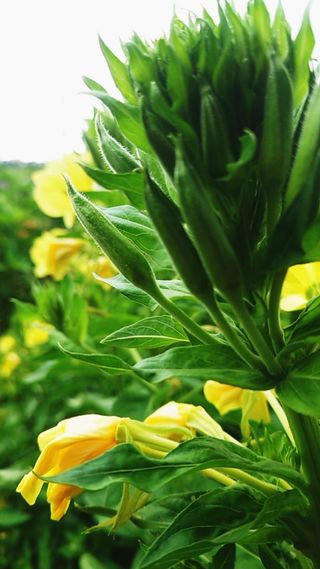 Semillas de Onagra (Oenothera) ecológicas