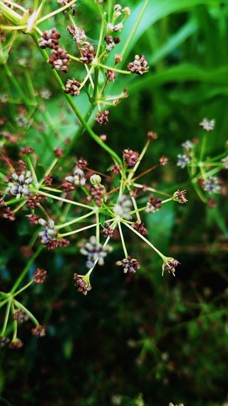 Semillas de Apio Ecológico