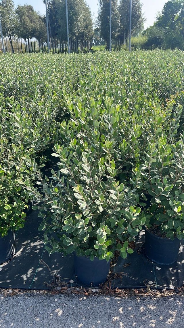 Acca sellowiana, 9L – FOTOS REALES