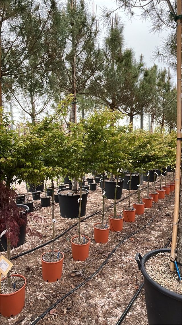 Acer Palmatum Little Princess, 9L – FOTO REAL