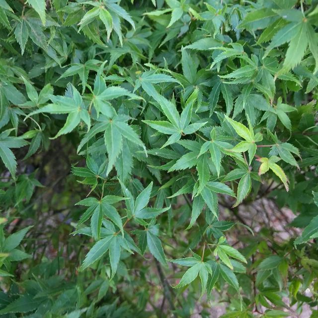 Acer Palmatum Little Princess, 9L – FOTO REAL