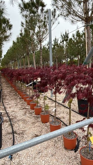 Acer Palmatum Dissectum Inaba Shidare – FOTO REAL