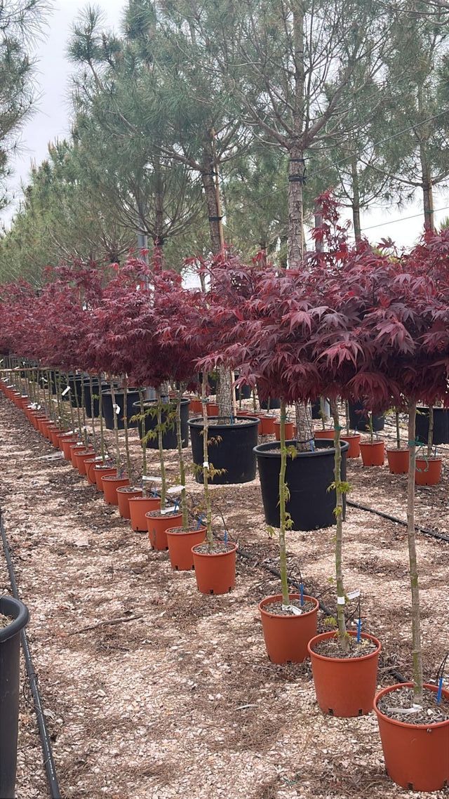 Acer Palmatum Sharps Pygmy – FOTO REAL