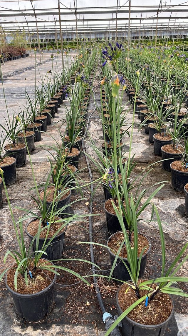 Agapanthus 'L'Amour d'Été Bleu', FOTO REAL