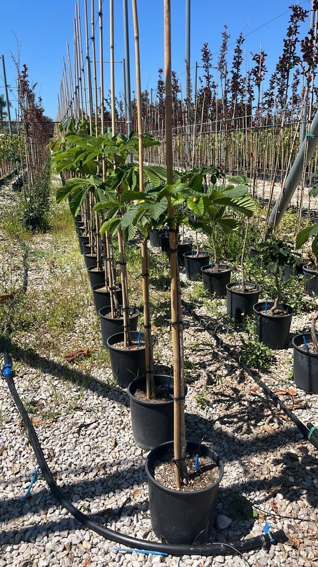 Castaño de Indias, 9L – FOTO REAL