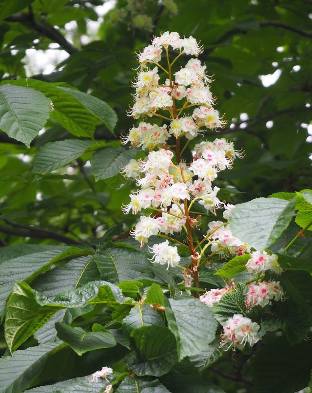 Castaño de Indias, 9L – FOTO REAL