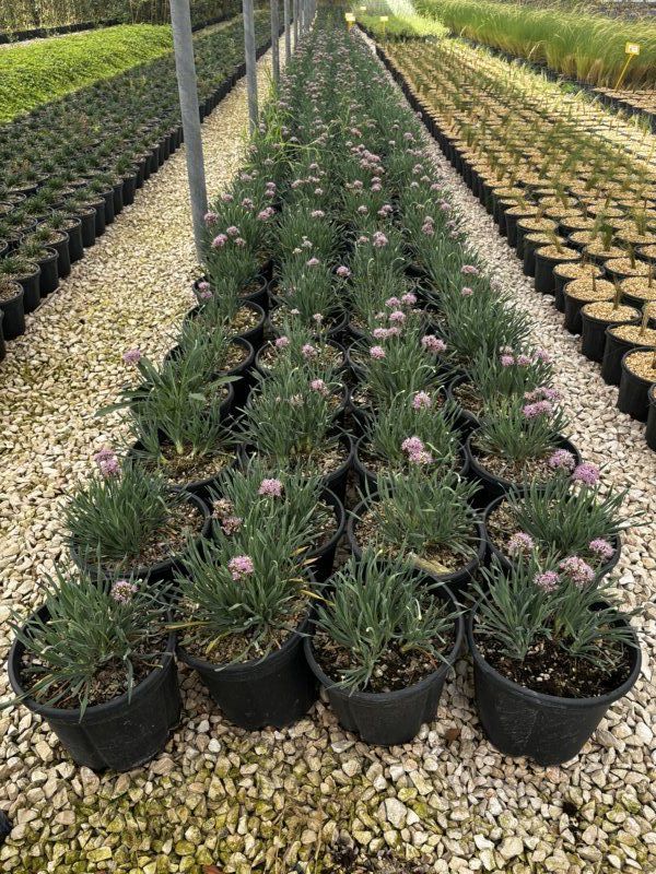 Allium Little Sapphire, 9L – FOTO REAL