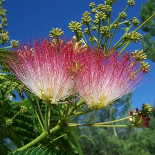 Albizia Julibrissin Ombrella, 9L – FOTO REAL