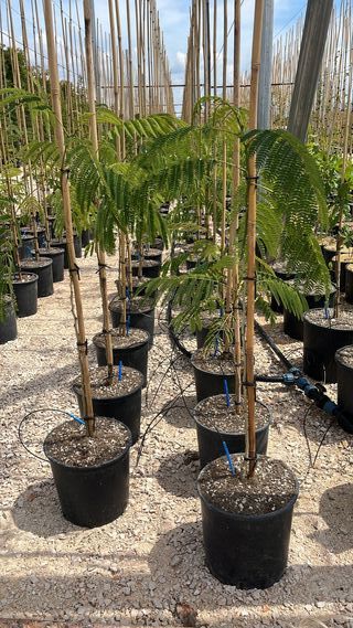 Albizia Julibrissin Ombrella, 9L – FOTO REAL