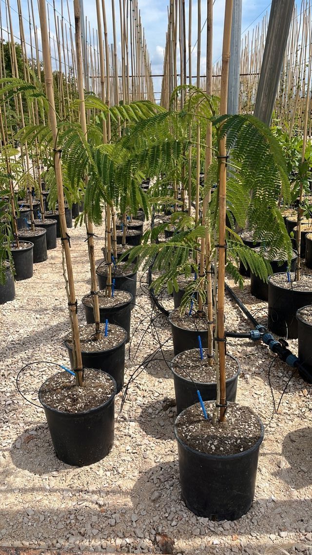 Albizia Julibrissin Ombrella, 9L – FOTO REAL