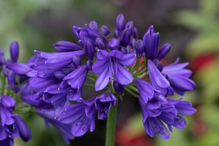 Agapanthus 'Blue Thunder', 9L, FOTO REAL