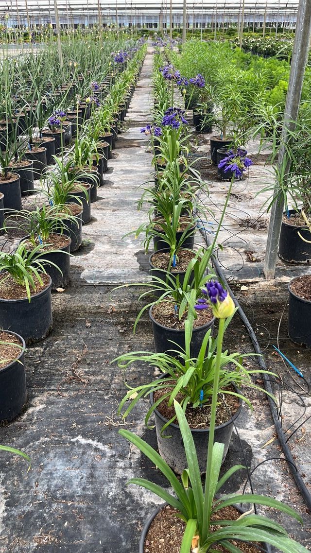 Agapanthus 'Blue Thunder', 9L, FOTO REAL