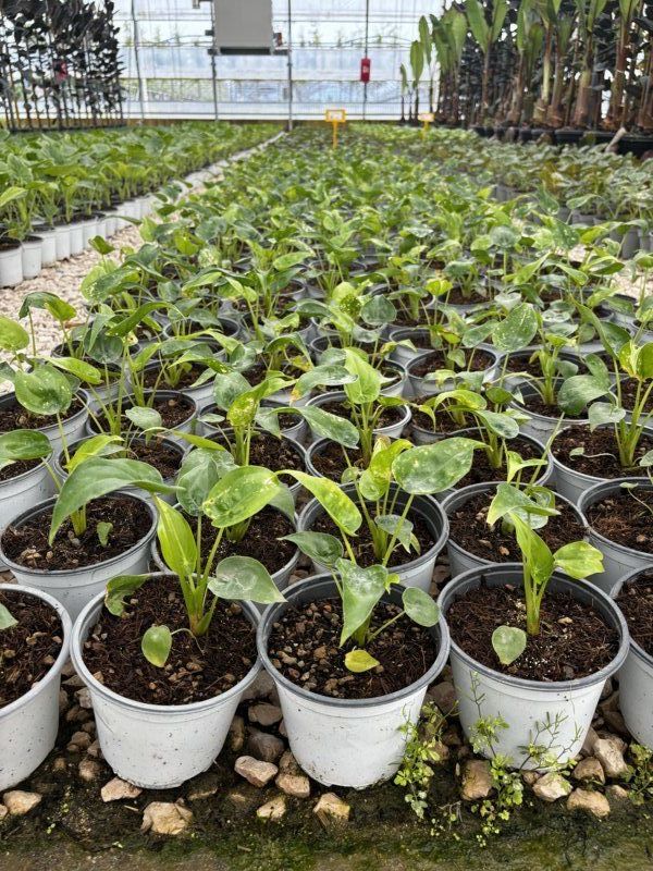 Alocasia Cucullata, 9L – FOTOS REALES