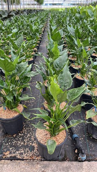 Alocasia Cucullata, 9L – FOTOS REALES