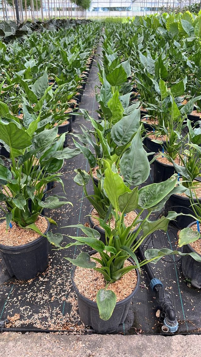 Alocasia Cucullata, 9L – FOTOS REALES