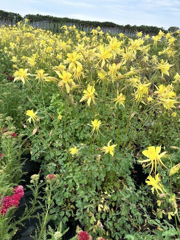 Aquilegia Caerulea Maxi, 9L – FOTOS REALES