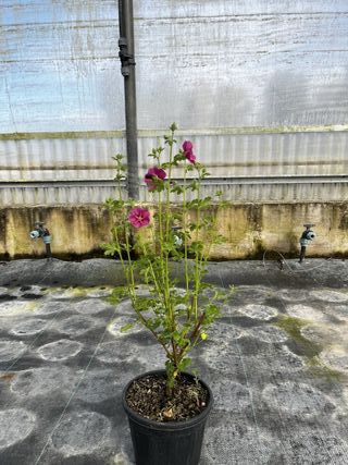 Anisodontea Elegans Princess, 9L – FOTOS REALES