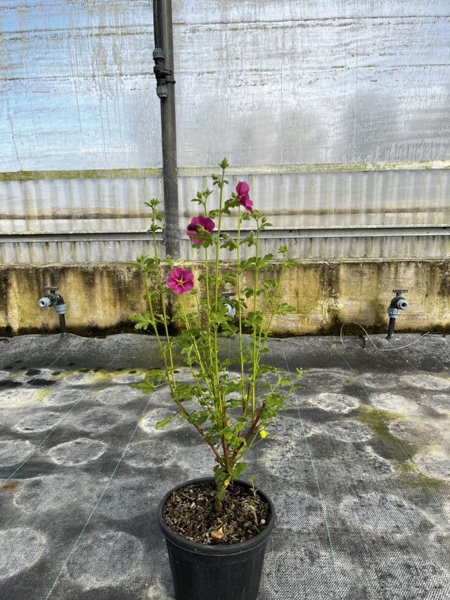 Anisodontea Elegans Princess, 9L – FOTOS REALES