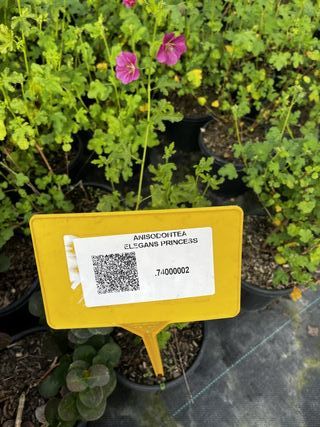 Anisodontea Elegans Princess, 9L – FOTOS REALES